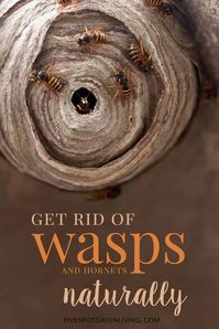 The Best Wasp Repellent Plants - Five Spot Green Living