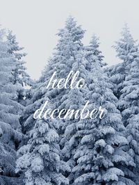 hello december | sassy shortcake もっと見る