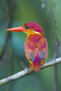 Rufous-Backed Kingfisher (Ceyx rufidorsa) @ Panti Forest | Panti Forest, Malaysia | by Chong Lip Mun