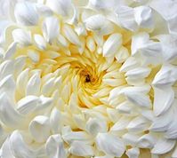 The Fibonacci Sequence As Seen in Flowers gallery by Environmental Graffiti is a math and history lesson wrapped in a pretty package of flowers.