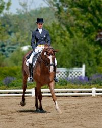 How To Train A Horse For Dressage