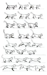 Cat walking changing to gallop by ~RenegadeStudios on deviantART ✤ || CHARACTER DESIGN REFERENCES | Find more at https://www.facebook.com/CharacterDesignReferences if you're looking for: #line #art #character #design #model #sheet #illustration #expressions #best #concept #animation #drawing #archive #library #reference #anatomy #traditional #draw #development #artist #pose #settei #gestures #how #to #tutorial #conceptart #modelsheet #cartoon || ✤