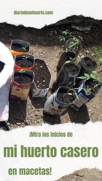 Podrás leer en este artículo, cómo inicié los trabajos en mi huerto casero en macetas. ¡Visítanos! ;) #HuertoCasero, #TomatesEnMaceta, #Pimientos, #SiembraCasera.