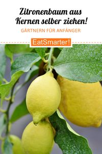 Zitronenbaum aus Zitronenkernen selber ziehen | eatsmarter.de