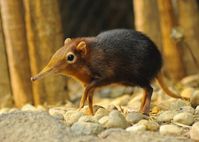 Elephant Shrews #shrews #wild #animal