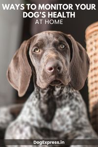 Dogs are great companions for a family. They always seem energetic and fun to be around. However, can you tell when your dog has a health concern? Animals can’t tell us if they are suffering from some kind of health issue or pain. #Dogexpress #Dogowners #Doglovers #Doghealth #Dogcare #Doglifestyle