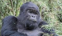 Volcanoes National Park Rwanda | Parc National Des Volcans
