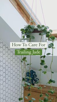 This trailing succulent plant, or Trailing Jade, is an easy care houseplant that loves bright indirect light, moist soil and high humidity! As a succulent, be careful not to overwater! Leanr more about caring for your Peperomia rotundifolia in the link! #houseplant #succulent #houseplanttips #houseplantcare #plantcare #planthelp #planttips #plantcaretips #succulentcare #succulentlove #peperomia #peperomiarotundifolia #jadeplant #trailingjade #succulentplant #indoorgarden #succulenthelp