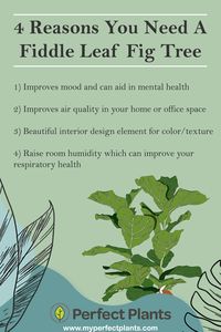 Fiddle Leaf Fig Trees (or Ficus Lyrata) are one of the most popular houseplants! These are just 4 reasons you could benefit from having one of these indoor trees in your home or office.