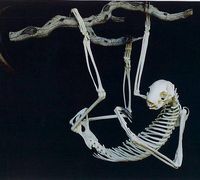 Sloth Skeleton