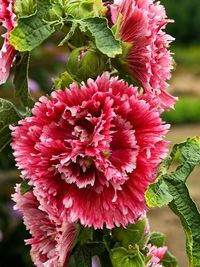 25 Double Red Pink Hollyhock Seeds Perennial Giant Seed Flower Flowers Bloom 41 #ToadstoolSeeds