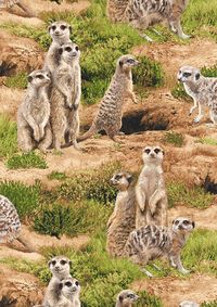 Born Free - Meerkats at Home - Quilt Fabrics from www.eQuilter.com