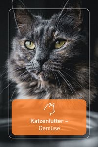 Gemüse sorgt für eine zusätzliche Vitaminzufuhr und Abwechslung im Katzenfutter. Verwenden kannst du z.B. Möhren oder Karotten, Paprika, Spinat und Brokkoli. Du solltest aber bedenken, dass Katzen nur eine kleine Menge an Gemüse verdauen können.