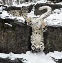 20 Animals Who Are So Flipping Excited That It's Snowing | Cuteness