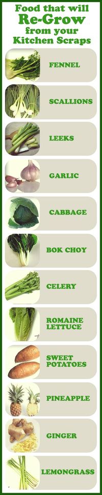 Permaculture Ideas: Foods that will Re-Grow from your Kitchen Scraps