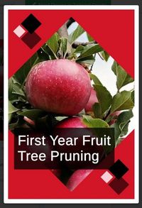 Learn from an expert how to prune first year fruit trees in winter and summer -- examples explanations and close-ups. #gardening