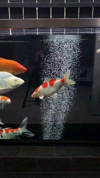 Credit/Source 📸 : instagram.com/jafkoicentre #koi #koipond #pondfilter #pond #kolam #ikanhias #ikankoi #ikanairtawar #koilovers