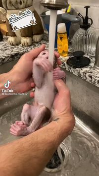 Little monkey bathing😅@ecosenpai❗monkey videos | cute monkey | animals cute | funny animals | babie animals | adorible animals | animals funny | hilarious animals | funny animal videos | funny animal videos can't stop laughing hilarious | cute animal videos animal videoys | baby animals videos | wild animal videos | pet videos | funny and dog videos | animal videos funny dogs | videos animales | | animals aesthetic videos | animals friendship videos. #animal#animals#videos#cute#funny