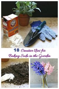 Baking soda, garden tools, soil and hyacinths in water
