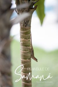 République Dominicaine | Que faire et voir dans la péninsule de Samaná ? #repdom #republiquedominicaine #dominicanrepublic #caraibes #samana #peninsule #lasterrenas #elvalle #lasgaleras #travel #voyage #roadtrip