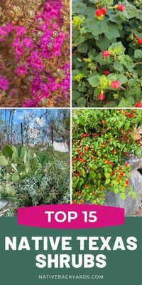 Top 15 Texas Shrubs for Your Yard - Native Backyards