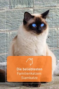 Siamkatzen bringen Schwung ins Familienleben! Sie sind gesellig, „gesprächig“ und zu allerlei Streichen aufgelegt. Sie sind beinahe so anhänglich wie Hunde und wünschen sich auch innerhalb der Familie eine feste Bezugsperson.