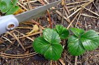 Transplanting strawberry runners