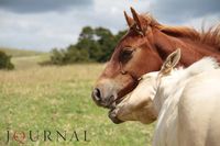 Anticipating Foal Coat Color