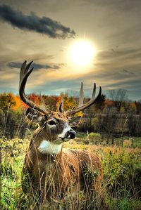 Whitetail Dawning by Emily Stauring