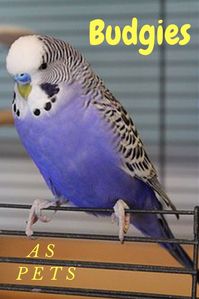 Budgies As Pets