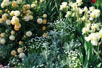 World of Irises: Irises in the Garden: Planting with a Dominant Color