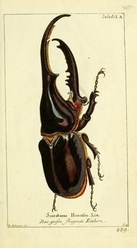 Antique illustration / beetle / Gemeinnüzzige Naturgeschichte des Thierreichs : - Biodiversity Heritage Library