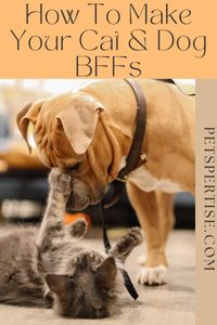 Want your cat and dog to get along better? Read more at #petspertise | #dogs #cats #pets #petblog #petmagazine #bffs #tipsandtricks #animals