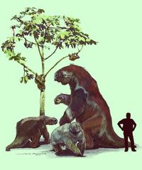 DNA and Protein Studies Shake Up Sloth Family Tree | Sci-News.com