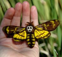 Butterlies as inspiration. Pammy dawn designs: Death's Head Hawk Moth Custom Pin #butterfly #textileart