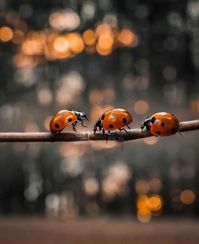 Ladybug
