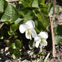 Price’s violet