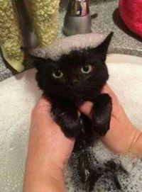Top 10 Cats in Bubble Baths