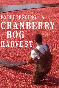 Experiential Cranberry Bog Tour, Massachusetts – or – SCOOPING FRUIT FLOATING IN A FLOODED FIELD