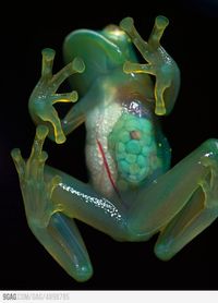 Glass Frog. Has translucent abdominal skin, allowing you to see the frog's internal organs