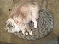 Super Chunky Crochet Cat Mat from CommeDesMoutons on Etsy Unboxing Video https://www.floppycats.com/super-chunky-crochet-cat-mat-from-commedesmoutons-on-etsy-unboxing-video.html