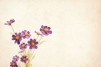 Flower, Floral, Background, Border