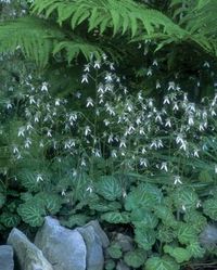 Combinations Made in the Shade - FineGardening