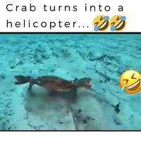 crab turns into a helicopter😍 | hilarious animals | funny animal memes | funny animal humor | animals being funny | funny of animals | funny looking animals | funny animals hilarious | funny animals giffs | humor funny animals | funny animal mems | funny animal snapchats | funny animal meems | funny animal named | funny animal jokes | funny animal stuff | funny animal shames | funny animal cartoons | funny animal photobombs | funny animal hifs videos#cute#animals #funny#cutevideos#animals#gif