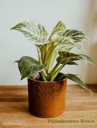 Get Philodendron Birkin care tips to keep this pinstripe plant healthy indoors. Find out how to water, when to fertilize and repot and more.