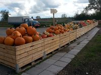 Kürbisverkauf auf dem Römerhof im Herbst.