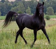 Carleton gives this fast black mare to Elizabeth from his herd at his Virginia estate, Thornlea. She names her in honor of the mare she lost to the British.