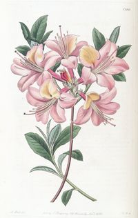 Rhododendron calendulaceum var. subcuprea - circa 1830 The vintage botanical and seed catalog illustrations collection of Swallowtail Garden Seeds was gathered, organized, and updated (Latin names revised) over several years