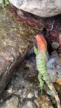 The genus Dracaena (romanized form of the Ancient Greek δράκαινα - drakaina, "female dragon"), also called caiman lizards or water tegus, is in the teiid family, along with tegus and ameivas. Caiman lizards are found in South America in Ecuador, Colombia, Paraguay, Peru and Brazil. Credit/Source 📸 : instagram.com/ie.reptiles #lizard #caiman #kadal #reptil #pet #exotic #ular #animal #hewan