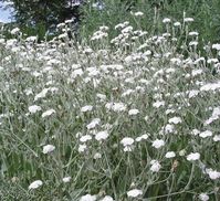 white rose campion - Google Search